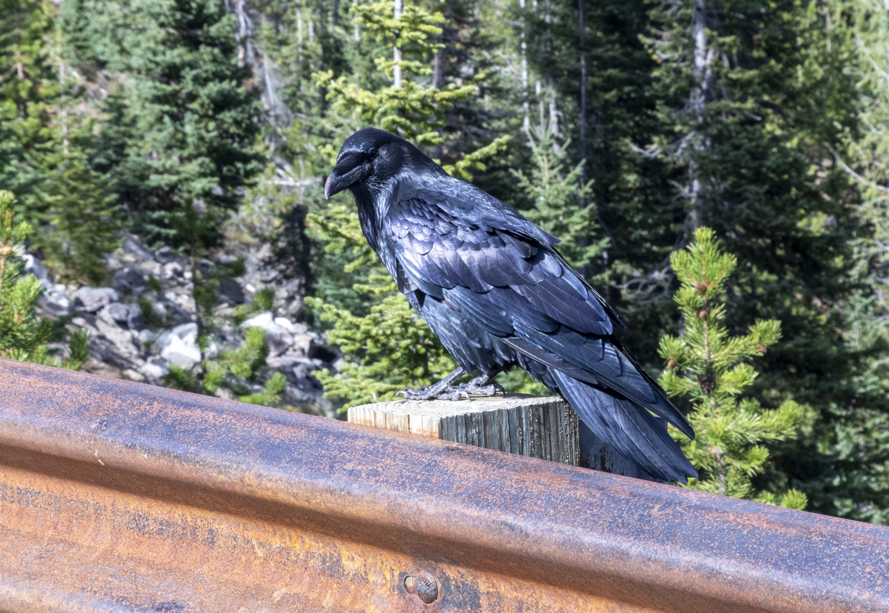 Raven, Yellowstone National Park